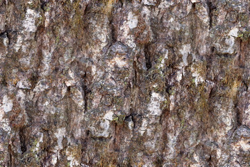  Seamless. Rough tree bark with moss - Walnut