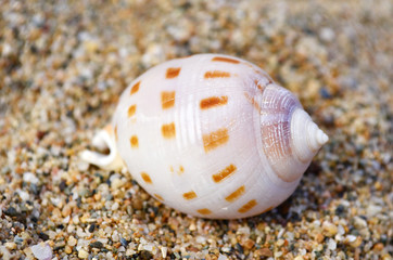 Seashells on the Sand .Summer Holiday