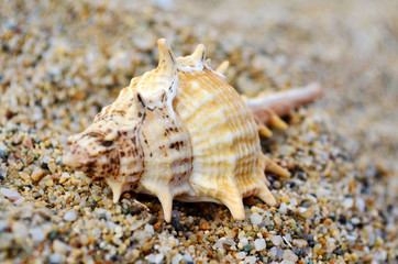 Fototapeta na wymiar Seashells on the Sand .Summer Holiday