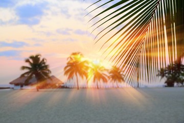 Fototapeta premium Colorful sunrise and huge palm trees on the beach in the Dominican Republic