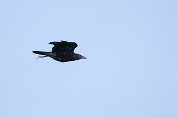 crow in flight