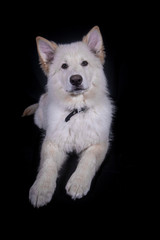 Swiss Shepherd in Photography studio