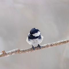 The coal tit (Periparus ater) is a small passerine bird in the tit family Paridae.