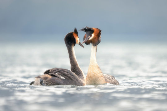 Side view of a pair of great crested grebes (Podiceps cristatus) on a lake looking at each other, South Island, New Zealand