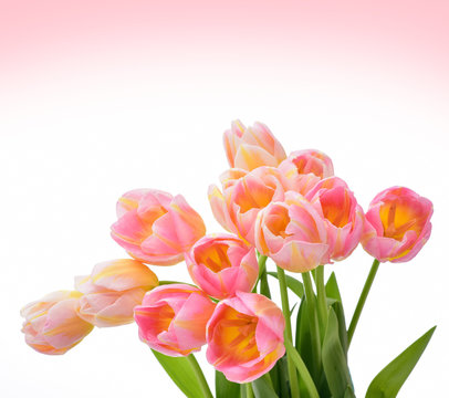 Spring Tulip Flowers over white. Tulips bunch. Pink tulips.