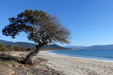 un arbre isolé sur la plage - Corse France