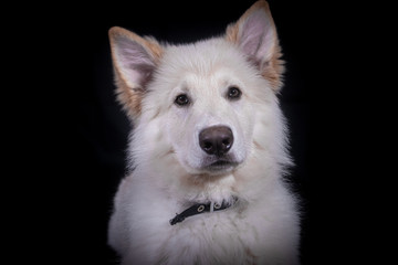Swiss Shepherd in Photography studio