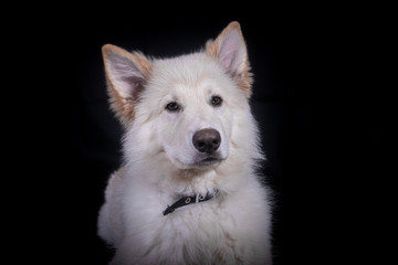 Swiss Shepherd in Photography studio