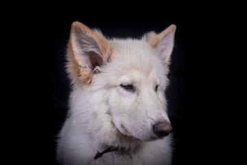 Swiss Shepherd in Photography studio