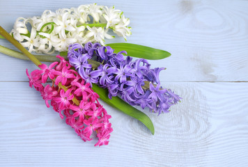 Bouquet of hyacinths on a blue wooden background, spring floral background, top view, copy space.