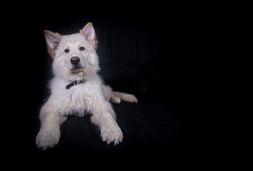 Swiss Shepherd in Photography studio