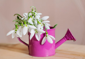 Fresh Snowdrops in a Purple Watering Can Vase for Home Decoration 