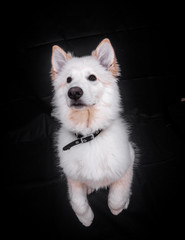 Swiss Shepherd in Photography studio