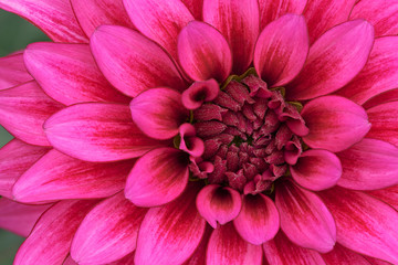 Close-up of a magenta dahlia showing its textures, patterns and details