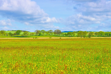 Blumenwiese auf der Insel Rügen -  spring flower meadow on island of Ruegen