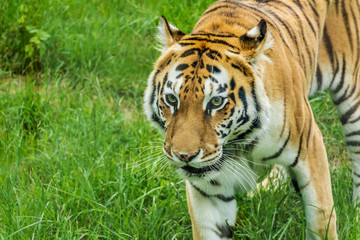 Portrait of Orange Tiger Outdoor