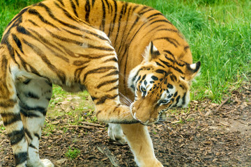 Portrait of Orange Tiger Outdoor
