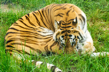 Portrait of Orange Tiger Outdoor