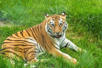 Fototapeta na wymiar Portrait of Orange Tiger Outdoor