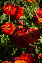 red flowers in the garden natural