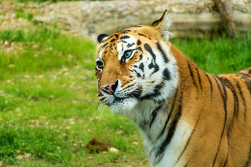 Portrait of Orange Tiger Outdoor