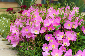 Blooming Pink Evening Primrose Flowers