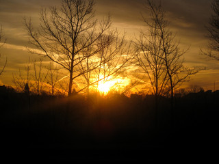 Fototapeta na wymiar Sunrise by tree