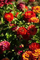 flowers red in the garden beautiful 