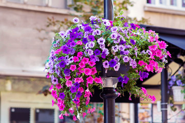 Blooming Pink and Purple Petunia  Flowers in Pot for Street Decoration