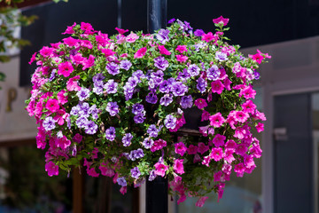 Fototapeta na wymiar Blooming Pink and Purple Petunia Flowers in Pot for Street Decoration