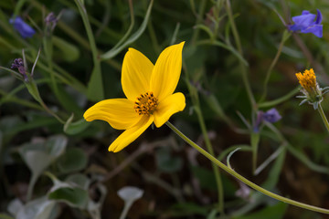 yellow flower