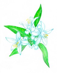  watercolor drawing of orange flowers