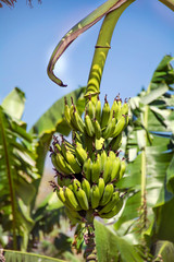 Banana Tree with Green Bananas 