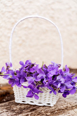 Beautiful Violets Flowers  in a Small White  Basket 