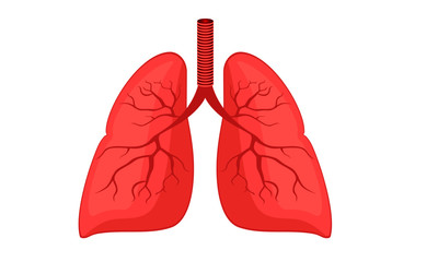anatomy of human Lungs vector graphics clip art