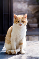 Naklejka na ściany i meble Cute White and Orange Cat Sitting Outdoor with Closed Eyes on the Sun 