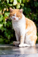 Cute White and Orange Cat Sitting Outdoor with Closed Eyes on the Sun 