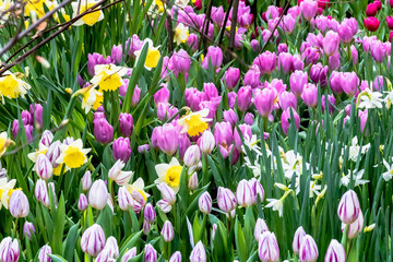 Violette Fr&uuml;hlings Tulpen mit gelben und weissen Narzissen
