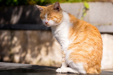 Cute White and Orange Cat Sitting Outdoor with Closed Eyes on the Sun 