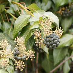 (Hedera helix) Common ivy or English ivy with palmately leaves on stems showing rootlets, umbels greenish-yellow flowers, purple-black fruits or berries in winter