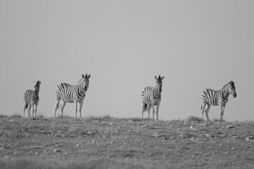 Zebra, zebras in the wilderness of Africa