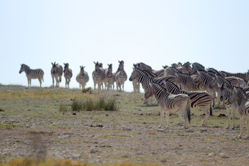 Fototapeta na wymiar Zebra, zebras in the wilderness of Africa