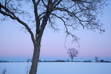 Rural, winter landscape of bare trees at dawn, Michigan, USA