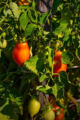 tomatoes reds in the garden organic food vegetable