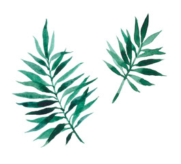 Watercolor tropical leafs hand-drawn.Template for design. Perfect for greeting cards, natural cosmetics, prints, posters, packing and tea.