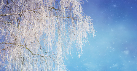 Beautiful winter background with sky, tree, snow and bokeh