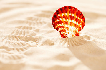 tropical seashell sea shell on sand