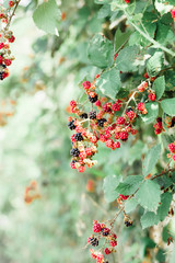 young unripe blackberries hang in clusters on a green Bush during the ripening period in summer