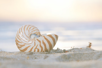 nautilus sea shell on golden sand beach in  soft sun light