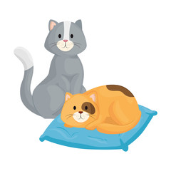 cute little cats with cushion isolated icon